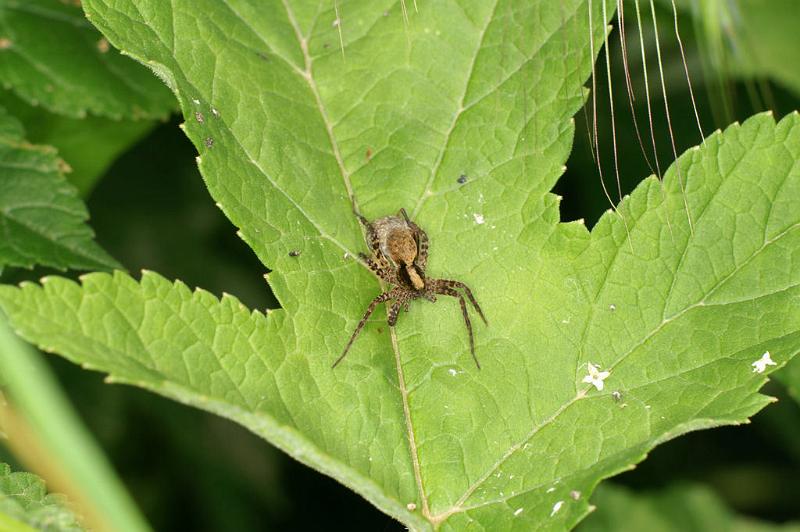 Pardosa_lugubris_D4949_Z_88_Les Gris_Frankrijk.jpg